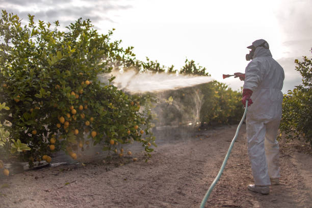 Best Ant Control Services  in Coalinga, CA
