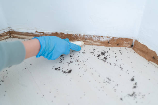 Best Emergency Pest Control  in Coalinga, CA